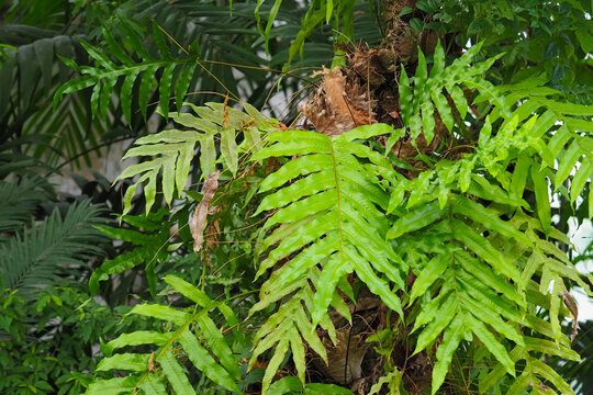 Drynaria quercifolia or Aglaomorpha quercifolia, Oak leaf ferns grows on tree branch. Tropical epiphytes