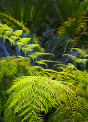 Green plants in tropical rainforest. Green palm and fern leaves in tropical forest. Rain forest background