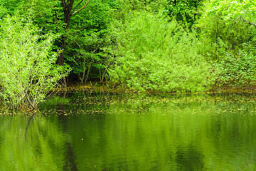 Green shore of a forest pond in spring