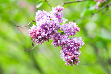 Lilac or Syringa vulgaris in park. Lilac Ami Schott,  pink and purple flowers