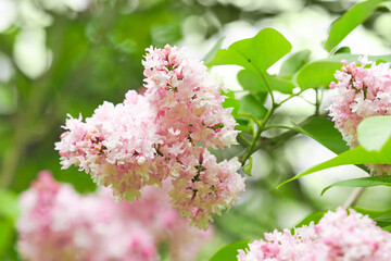 Lilac or Syringa vulgaris in park. Lilac Beauty of Moscow, soft pink flowers - 436472435