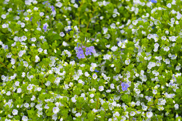 Little white and blue flowers Veronica filiformis or Veronica szechuanica creeping speedwell in the garden - 436472456
