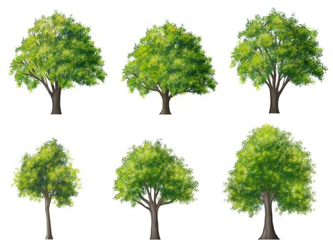 Collection of abstract watercolor tree side view isolated on white background  for landscape and architecture layout drawing, elements for environment and garden