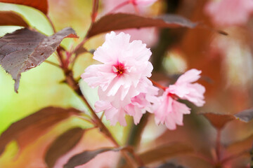 Pink flowers of Sakura or decorative cherry Royal Burgundy