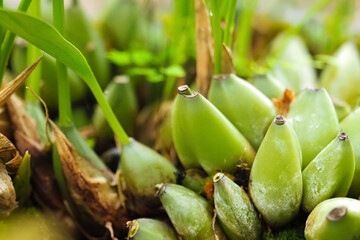 Pseudobulbs of Bifrenaria harrisoniae. Species of orchid native to Brazil