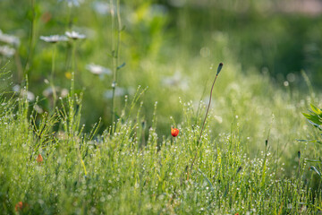 spring garden with flowers
