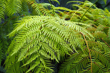 Naklejka na ściany i meble Rain forest with large fern leaves. Cibotium. Green plants in tropical rainforest