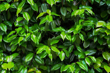 グリーンの壁紙