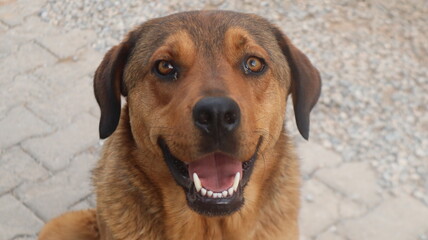 Brown colored street dog posing to the camera. Homeless stray dog is laying down and resting at urban road.