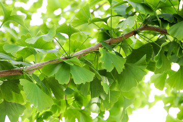 Ginkgo biloba green leaves on a tree. Ginkgo Biloba Tree Leaves