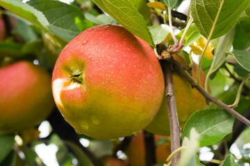 Apple fruits on a tree.