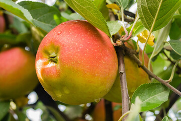 Apple fruits on a tree.