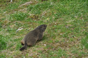 Świstak alpejski (Marmota marmota)