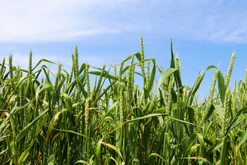 Green Wheat field. Wheat field in july.Beautiful green cereal field background. Agriculture