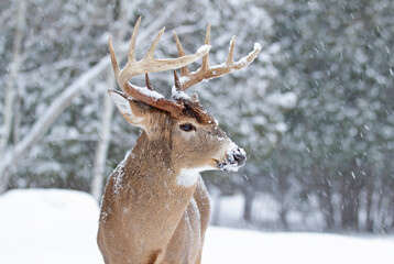White-tailed deer buck in the falling snow in Canada - 436475091