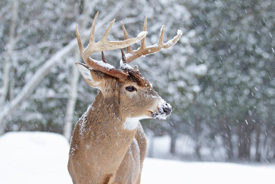Whitetail Buck Snow Images – Browse 6,583 Stock Photos, Vectors, and Video