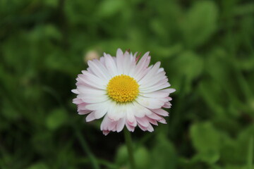 Fototapeta premium flower