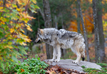 A lone Timber wolf  standing on a rocky cliff on an autumn rainy day in Canada