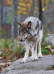 A lone Timber wolf standing on a rocky cliff on an autumn rainy day in Canada