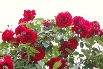 Beautiful red rose bush isolated on white background. Rose flowers background. Nature background photo.