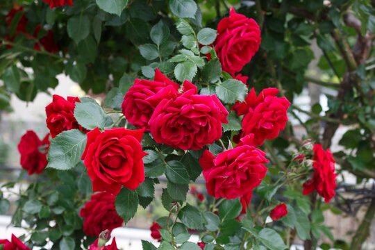 Beautiful red rose bush in garden. Rose flowers background. Nature background photo.
