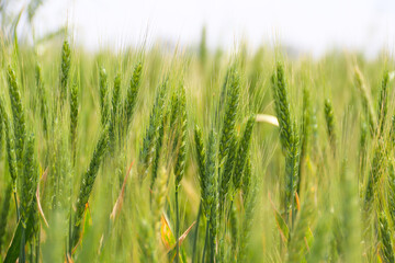 Green Wheat field. Wheat field in july.Beautiful green cereal field background. Agriculture