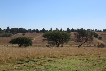 Naklejka na ściany i meble A tranquil scenic farm landscape photograph of dull brown grass fields and a herd of sheep lying in the shade of large trees under a clear blue sky on a hot sunny winter's day in South Africa