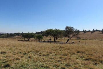 Fototapeta na wymiar A tranquil scenic farm landscape photograph of dull brown grass fields and a herd of sheep lying in the shade of large trees under a clear blue sky on a hot sunny winter's day in South Africa