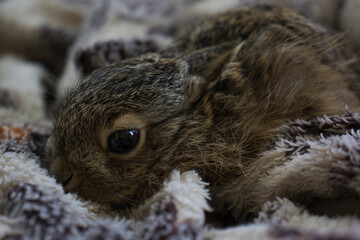 Hare (Lepus europaeus) Little hare lies on a blanket © Lybov Lipskaya