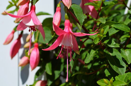 Pink purple fuchsia blooming close-up on a background of green leaves. Garden and indoor graceful pink-burgundy flower of exotic shape, similar to a dancing ballerina.