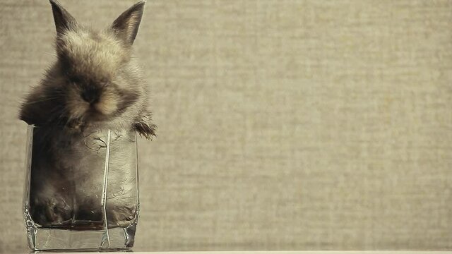 footage of rabbit animal glass 