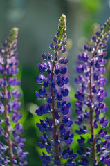 Lupinus, lupin, lupine field with pink purple and blue flowers. Bunch of lupines summer flower background