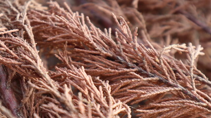 Dried brown pine tree branches in nature. Dried pine needles background. Old Pine needles texture on ground.
