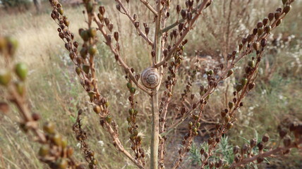 The snail crawls on the dried pine tree branch. Snail on a brown background of dried plant and grass