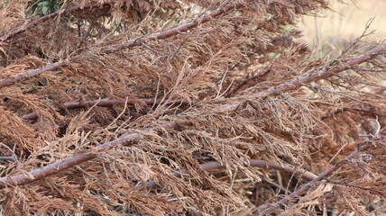 Dried brown pine tree branches in nature. Dried pine needles background. Old Pine needles texture on ground.