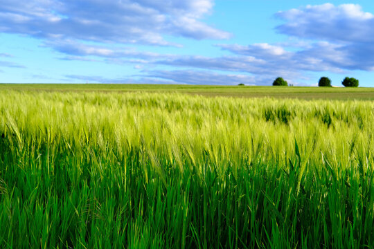 beautiful summer landscape, blue sky with clouds, green ripening ears of wheat on field, concept of future harvest, bread production, agricultural sector of the country's economy, banner
