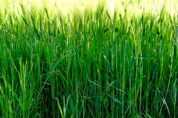 green ripening ears of wheat on the field, concept of future harvest, bread production,...