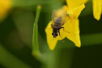 Black fly on a yellow rapeseed flower against a green background as a close up