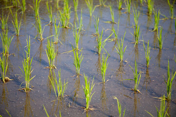 모내기를 끝낸 논의 풍경
