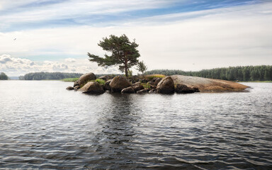 Pine tree grows in rock of small island with stones and boulders. Dramatically SOS shaped. Clean nordic nature of Baltic sea, gulf of Finland