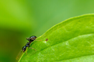 ant on a leaf
