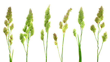 Green spikelets of hedgehog national team isolated on white background, top view. Green grass and inflorescences isolated on white, top view. Set of dry herbs on a white background. Dry grass.