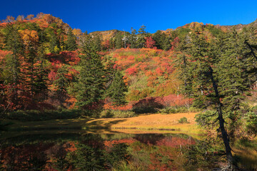 Fototapeta premium 紅葉の大雪高原沼めぐり（滝見沼）