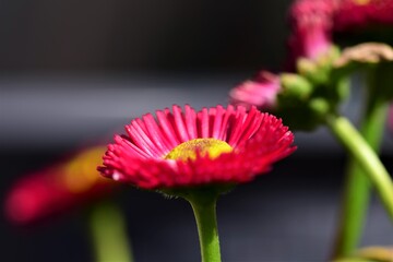 Pink Bellis Perennis against a dark blurred background as a close up © Luise123