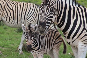Zebras in Etosha National Park in Namibia