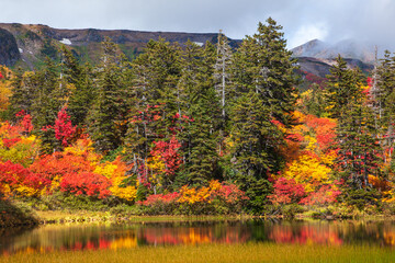 大雪高原温泉沼めぐりの紅葉（緑沼）