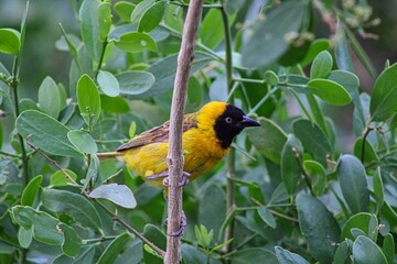 Weaver on a green tree in Namibia