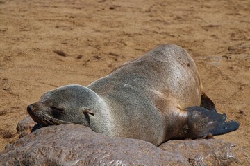 Fototapeta premium Cape Cross Seal Nature Reserve at Skeleton Coast National Park in Namibia