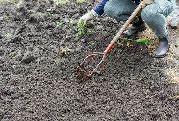 cultivation of the dug-up land with a cultivator