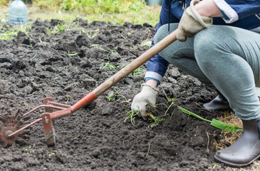 cultivation of the dug-up land with a cultivator